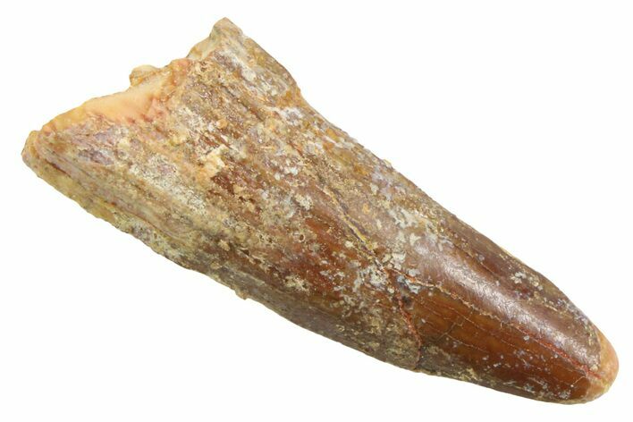 Juvenile Fossil Spinosaurus Tooth - Real Dinosaur Tooth #354836